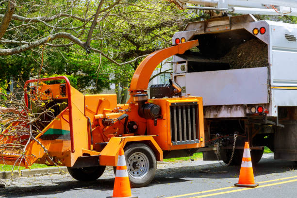 Best Hazardous Tree Removal  in Baxter Village, SC